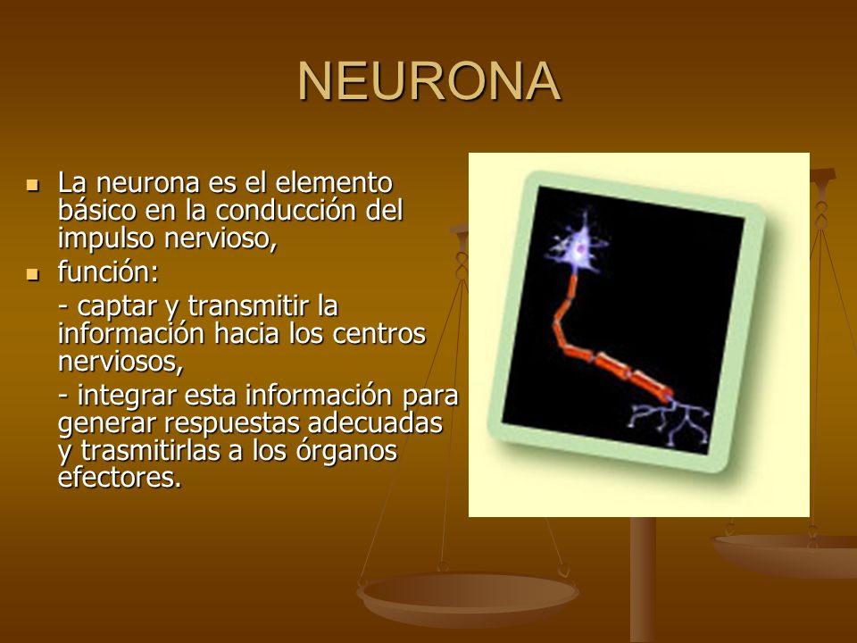 NEURONA La neurona es el elemento básico en la conducción del impulso nervioso, función: