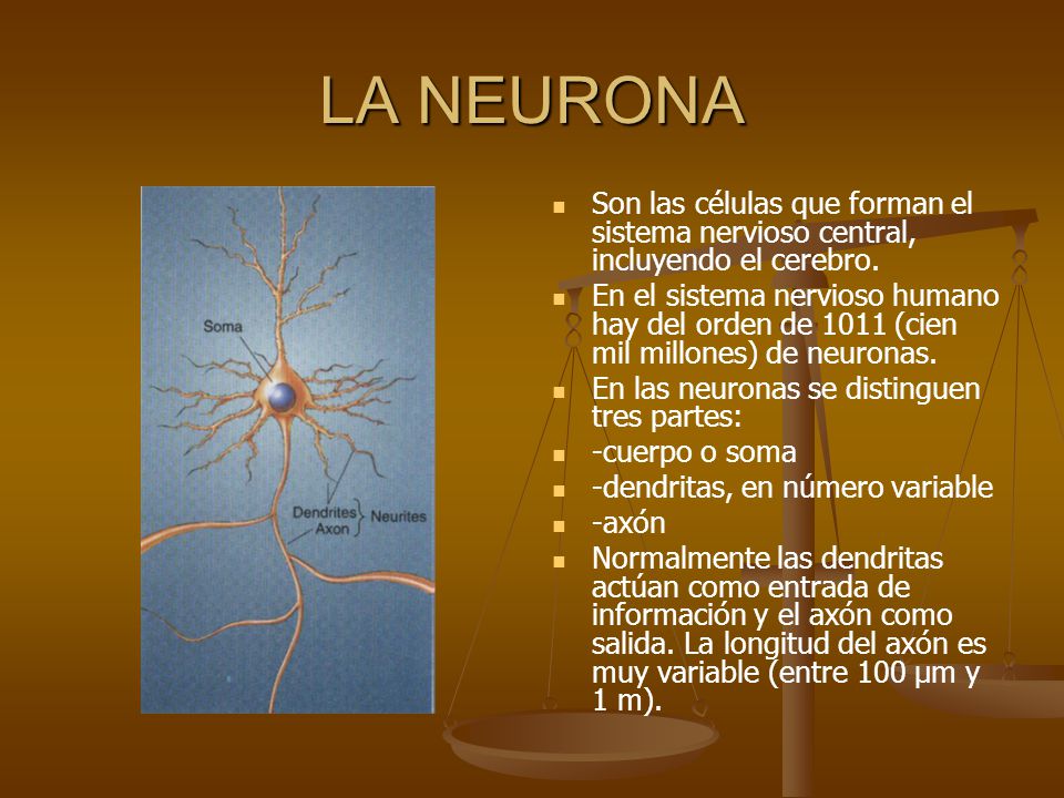 LA NEURONA Son las células que forman el sistema nervioso central, incluyendo el cerebro.
