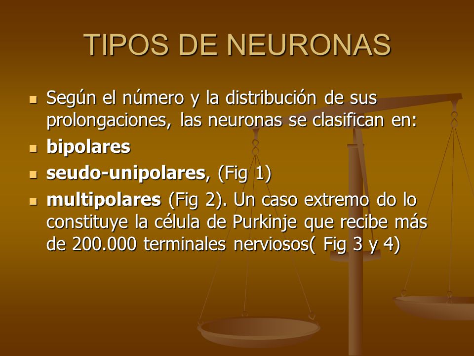 TIPOS DE NEURONAS Según el número y la distribución de sus prolongaciones, las neuronas se clasifican en: