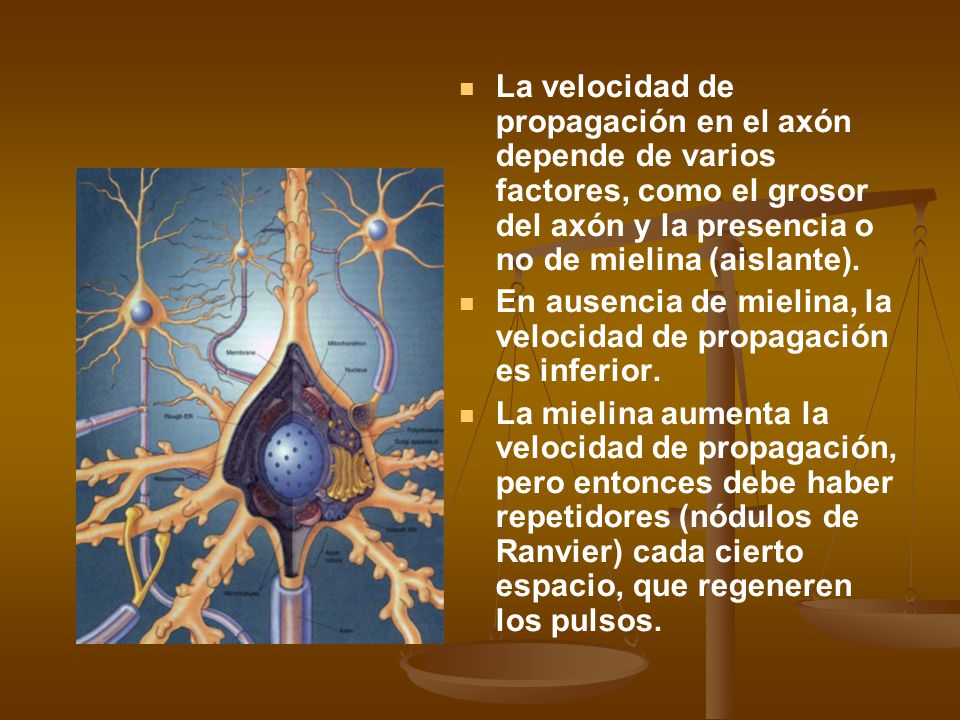 La velocidad de propagación en el axón depende de varios factores, como el grosor del axón y la presencia o no de mielina (aislante).
