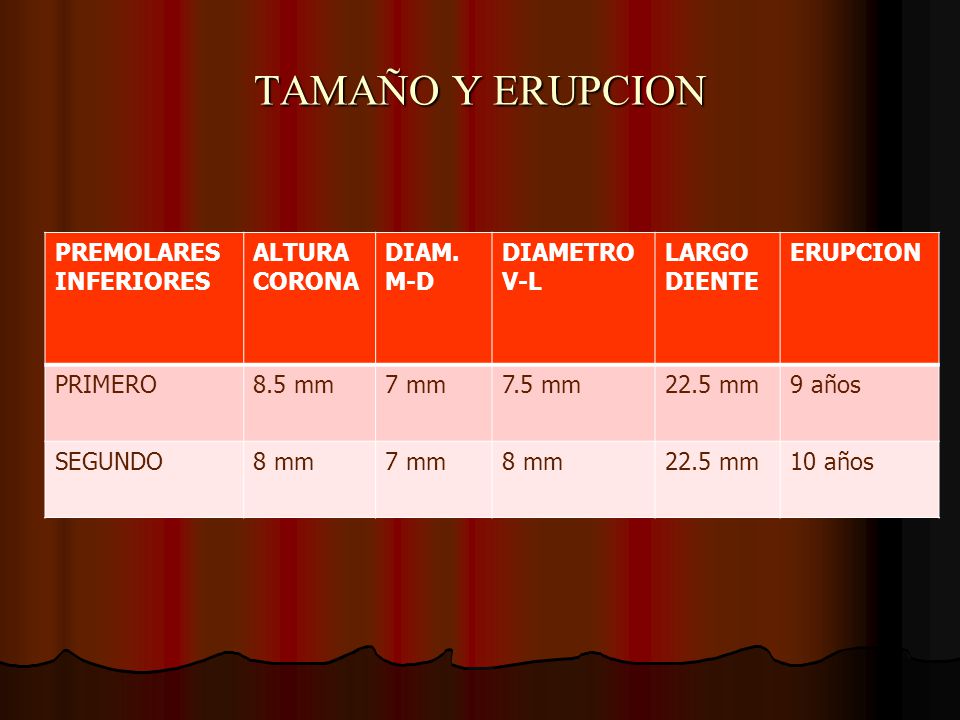 TAMAÑO Y ERUPCION PREMOLARES INFERIORES ALTURA CORONA DIAM. M-D