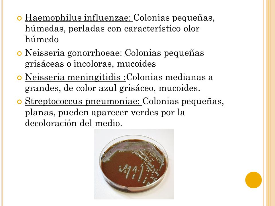 Haemophilus influenzae: Colonias pequeñas, húmedas, perladas con característico olor húmedo