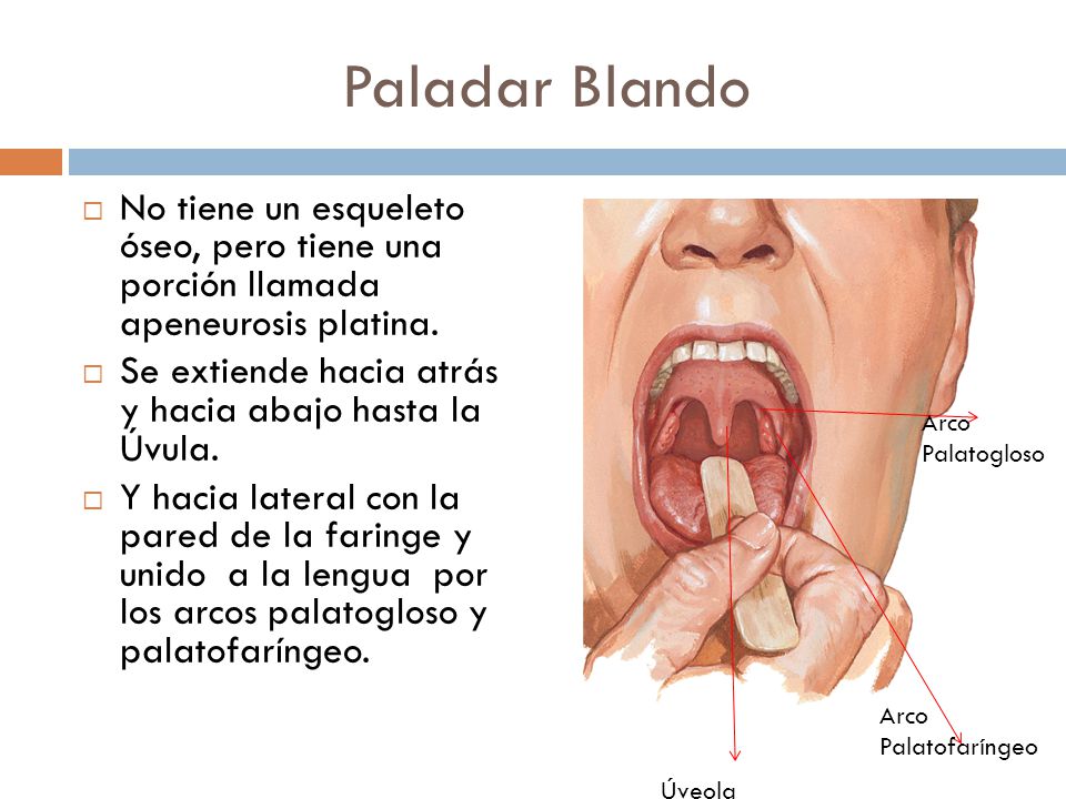 Paladar Blando No tiene un esqueleto óseo, pero tiene una porción llamada apeneurosis platina.