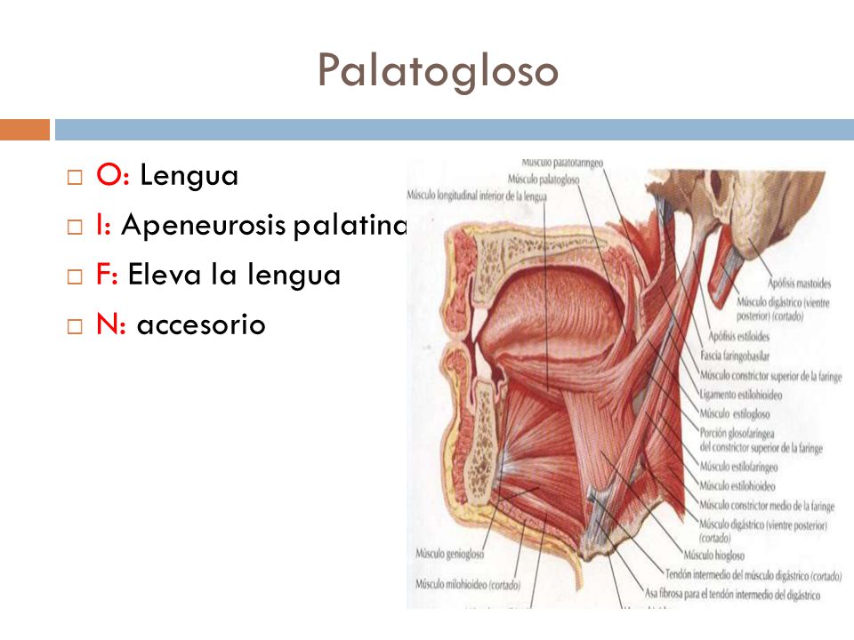 Palatogloso O: Lengua I: Apeneurosis palatina F: Eleva la lengua