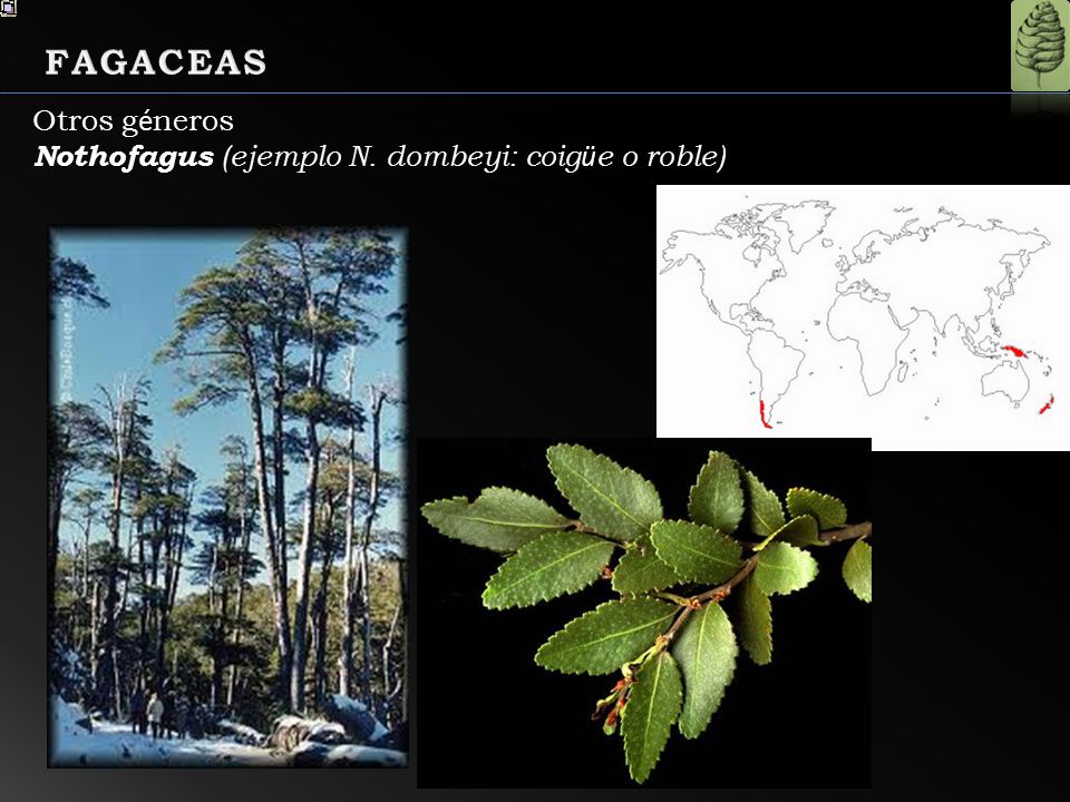FAGACEAS Otros géneros Nothofagus (ejemplo N. dombeyi: coigüe o roble)