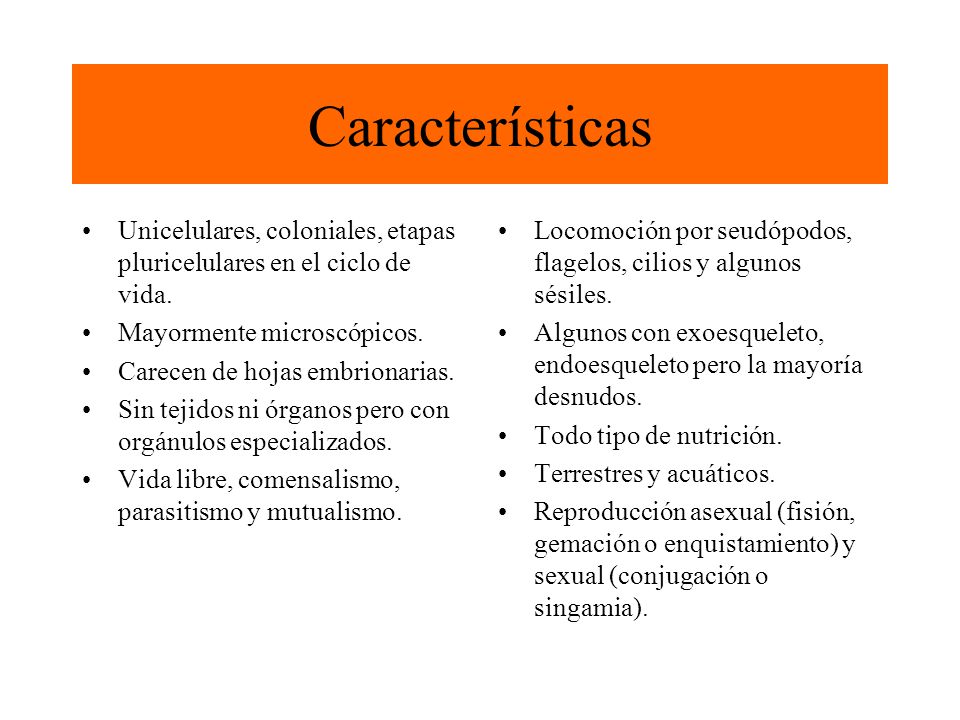 Características Unicelulares, coloniales, etapas pluricelulares en el ciclo de vida. Mayormente microscópicos.