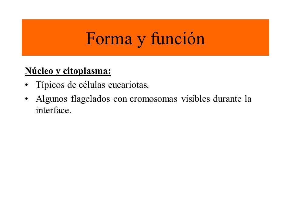 Forma y función Núcleo y citoplasma: Típicos de células eucariotas.