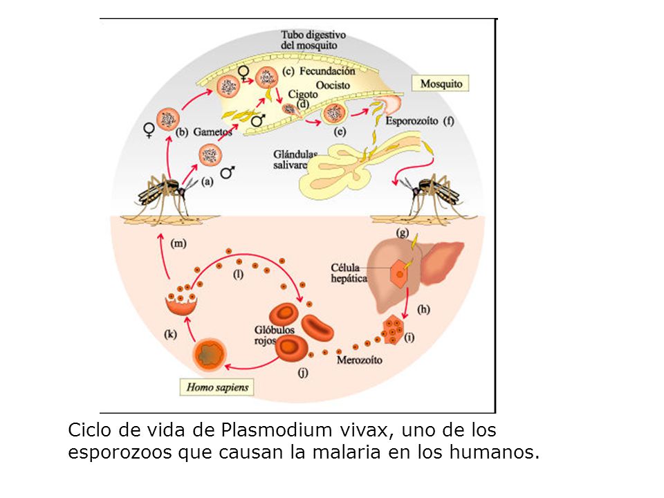 Ciclo de vida de Plasmodium vivax, uno de los esporozoos que causan la malaria en los humanos.