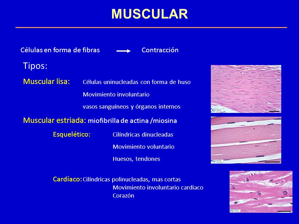 MUSCULAR Tipos: Muscular lisa: Células uninucleadas con forma de huso
