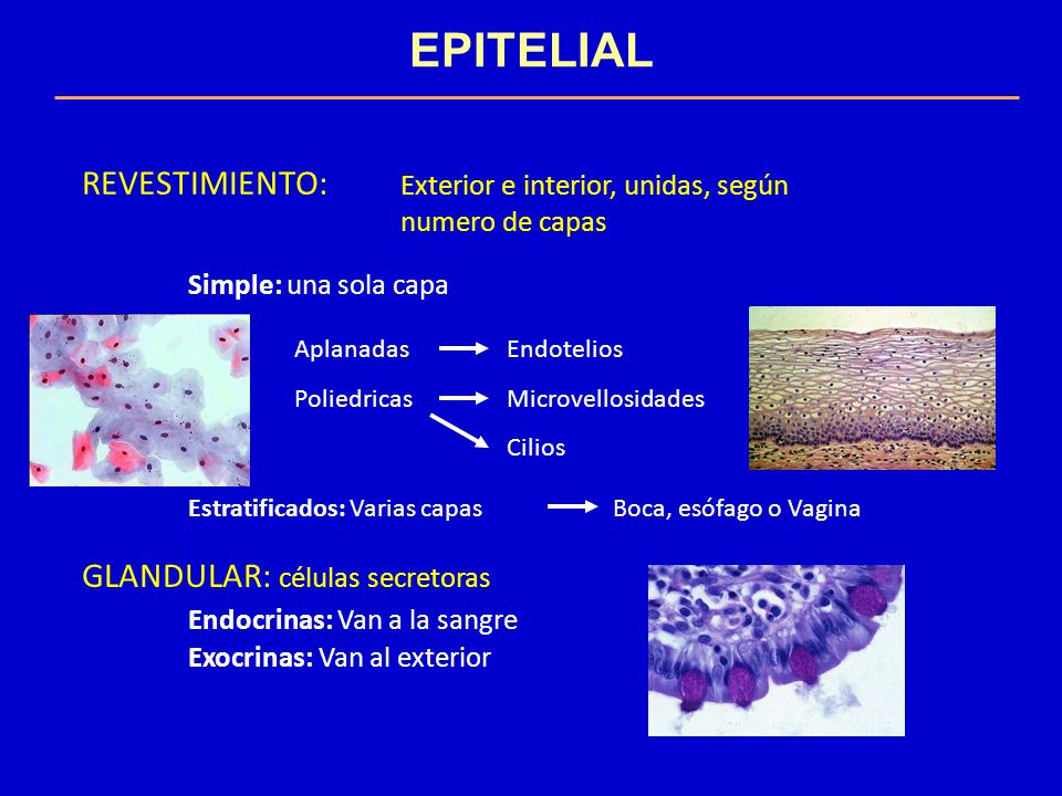 EPITELIAL REVESTIMIENTO: Exterior e interior, unidas, según numero de capas. Simple: una sola capa.