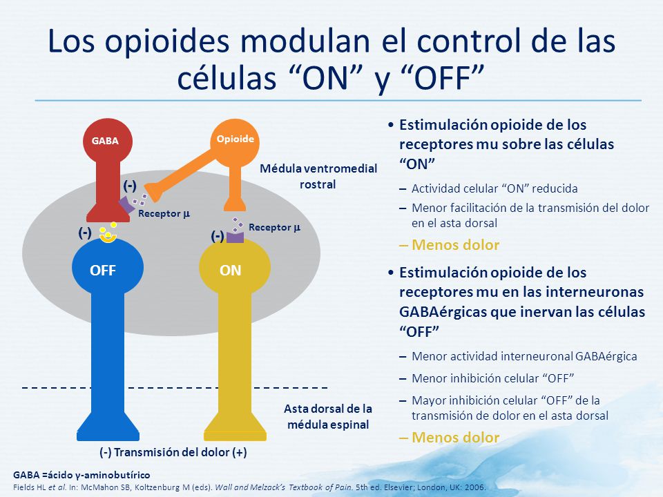 Los opioides modulan el control de las células ON y OFF