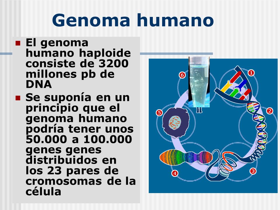 Genoma humano El genoma humano haploide consiste de 3200 millones pb de DNA.