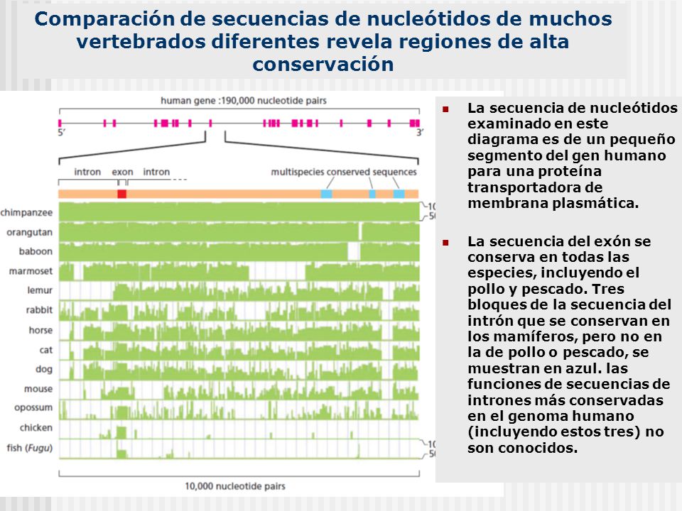 Comparación de secuencias de nucleótidos de muchos vertebrados diferentes revela regiones de alta conservación