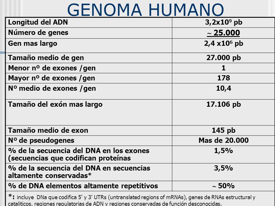 GENOMA HUMANO  Longitud del ADN 3,2x109 pb Número de genes
