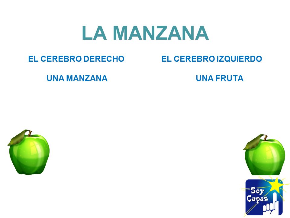 LA MANZANA EL CEREBRO DERECHO EL CEREBRO IZQUIERDO UNA MANZANA UNA FRUTA