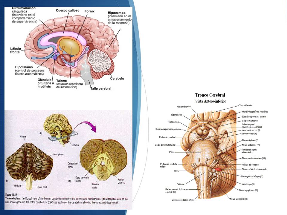 CEREBELO: ESTÁ EN LA PARTE INFERIOR Y POSTERIOR DEL ENCÉFALO, ALOJADO EN LA FOSA CEREBRAL POSTERIOR JUNTO AL TRONCO DEL ENCÉFALO.