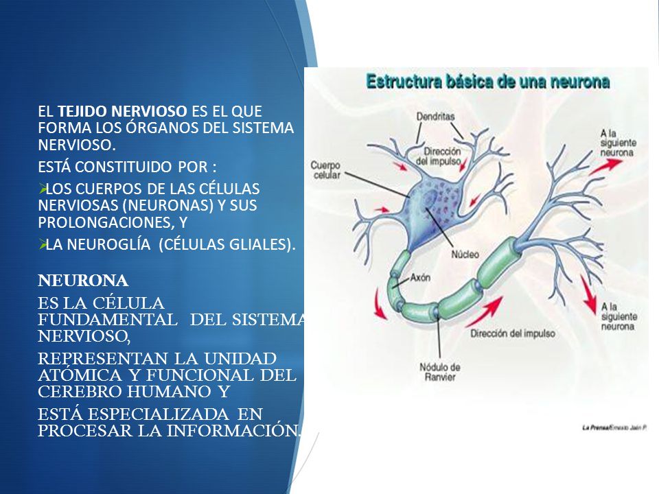 EL TEJIDO NERVIOSO ES EL QUE FORMA LOS ÓRGANOS DEL SISTEMA NERVIOSO.