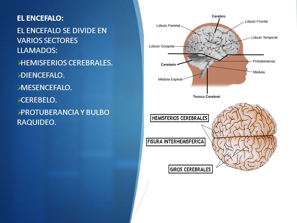 EL ENCEFALO: EL ENCEFALO SE DIVIDE EN VARIOS SECTORES LLAMADOS: HEMISFERIOS CEREBRALES. DIENCEFALO.