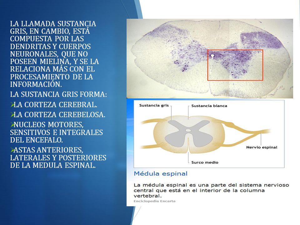 LA LLAMADA SUSTANCIA GRIS, EN CAMBIO, ESTÁ COMPUESTA POR LAS DENDRITAS Y CUERPOS NEURONALES, QUE NO POSEEN MIELINA, Y SE LA RELACIONA MÁS CON EL PROCESAMIENTO DE LA INFORMACIÓN.