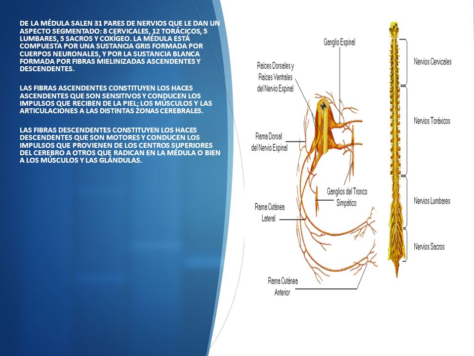 DE LA MÉDULA SALEN 31 PARES DE NERVIOS QUE LE DAN UN ASPECTO SEGMENTADO: 8 CERVICALES, 12 TORÁCICOS, 5 LUMBARES, 5 SACROS Y COXÍGEO. LA MÉDULA ESTÁ COMPUESTA POR UNA SUSTANCIA GRIS FORMADA POR CUERPOS NEURONALES, Y POR LA SUSTANCIA BLANCA FORMADA POR FIBRAS MIELINIZADAS ASCENDENTES Y DESCENDENTES.