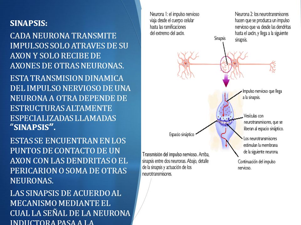 SINAPSIS: CADA NEURONA TRANSMITE IMPULSOS SOLO ATRAVES DE SU AXON Y SOLO RECIBE DE AXONES DE OTRAS NEURONAS.