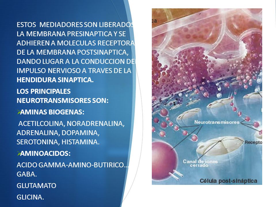 ESTOS MEDIADORES SON LIBERADOS EN LA MEMBRANA PRESINAPTICA Y SE ADHIEREN A MOLECULAS RECEPTORAS DE LA MEMBRANA POSTSINAPTICA, DANDO LUGAR A LA CONDUCCION DEL IMPULSO NERVIOSO A TRAVES DE LA HENDIDURA SINAPTICA.