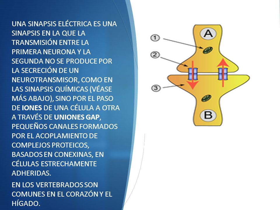 EN LOS VERTEBRADOS SON COMUNES EN EL CORAZÓN Y EL HÍGADO.