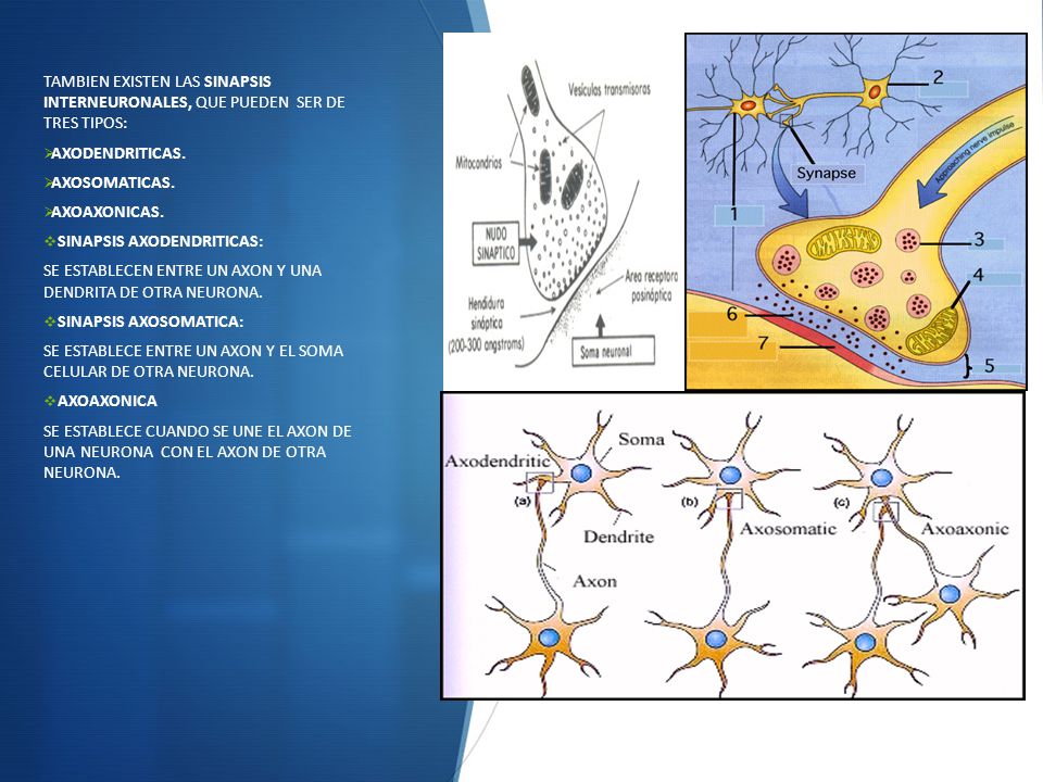 TAMBIEN EXISTEN LAS SINAPSIS INTERNEURONALES, QUE PUEDEN SER DE TRES TIPOS: