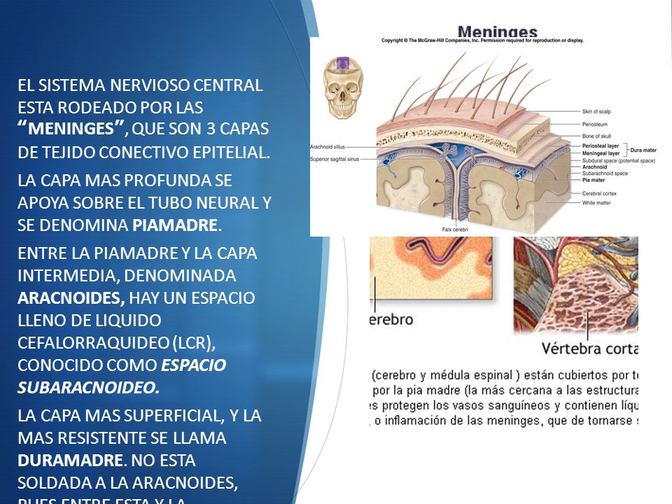 EL SISTEMA NERVIOSO CENTRAL ESTA RODEADO POR LAS MENINGES , QUE SON 3 CAPAS DE TEJIDO CONECTIVO EPITELIAL.