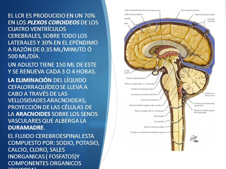 EL LCR ES PRODUCIDO EN UN 70% EN LOS PLEXOS COROIDEOS DE LOS CUATRO VENTRÍCULOS CEREBRALES, SOBRE TODO LOS LATERALES Y 30% EN EL EPÉNDIMO A RAZÓN DE 0.35 ML/MINUTO Ó 500 ML/DÍA.