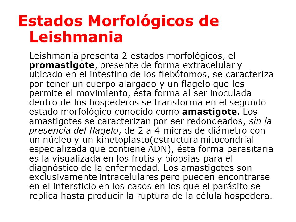 Estados Morfológicos de Leishmania