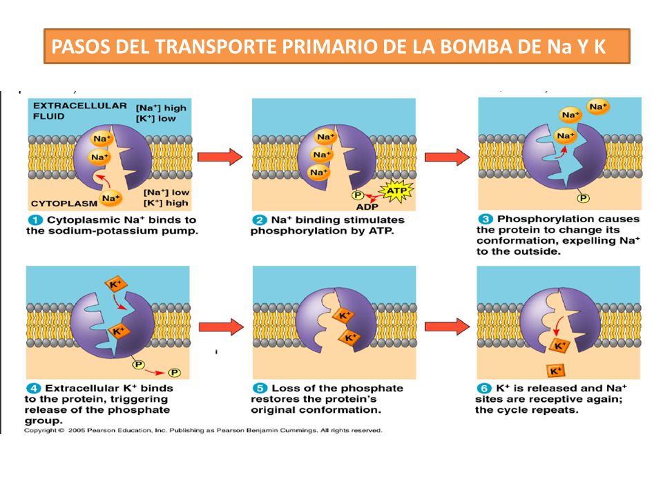PASOS DEL TRANSPORTE PRIMARIO DE LA BOMBA DE Na Y K