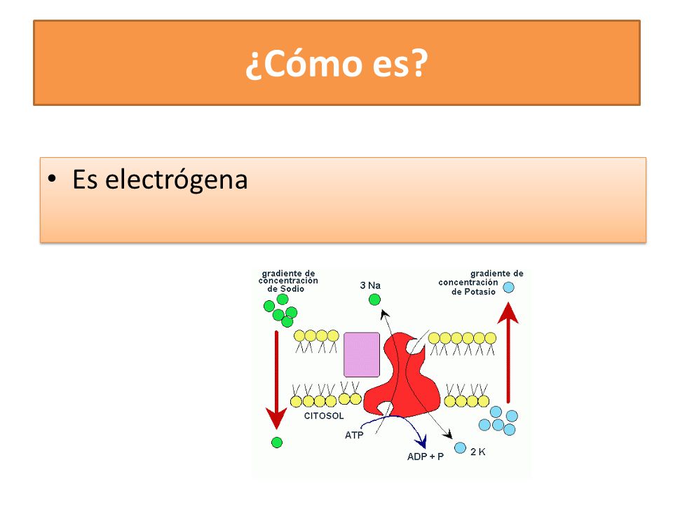 ¿Cómo es Es electrógena
