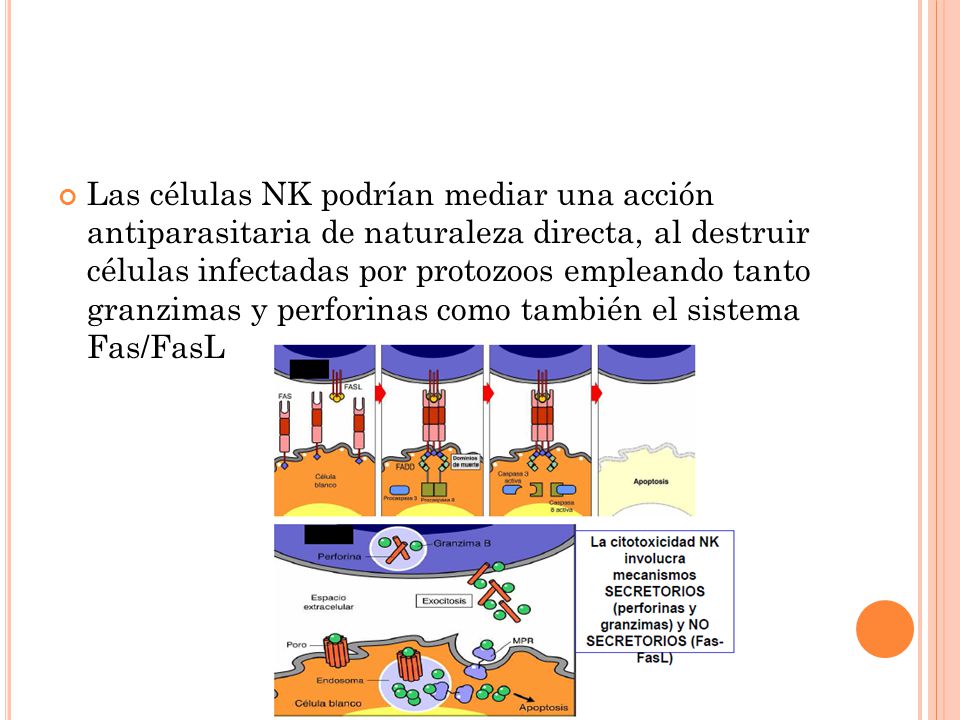 Las células NK podrían mediar una acción antiparasitaria de naturaleza directa, al destruir células infectadas por protozoos empleando tanto granzimas y perforinas como también el sistema Fas/FasL