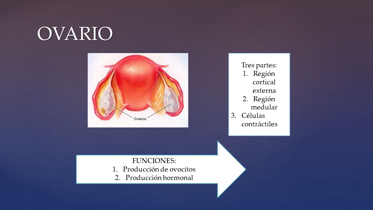 OVARIO Tres partes: Región cortical externa Región medular