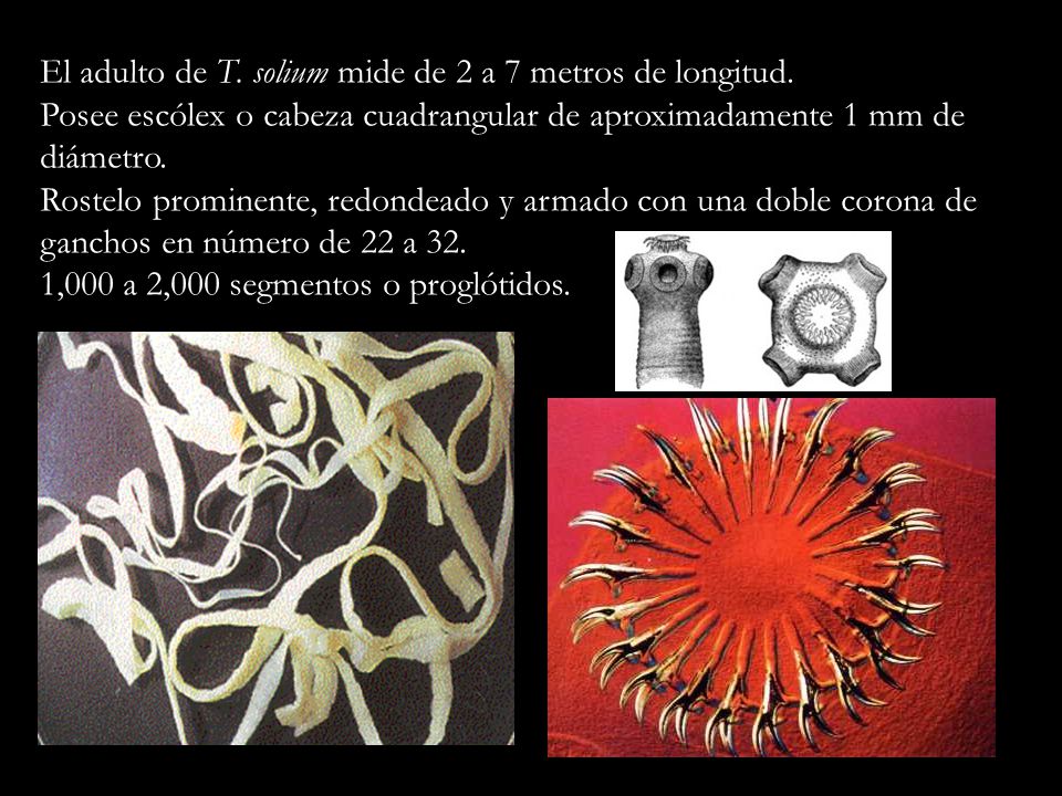 El adulto de T. solium mide de 2 a 7 metros de longitud.