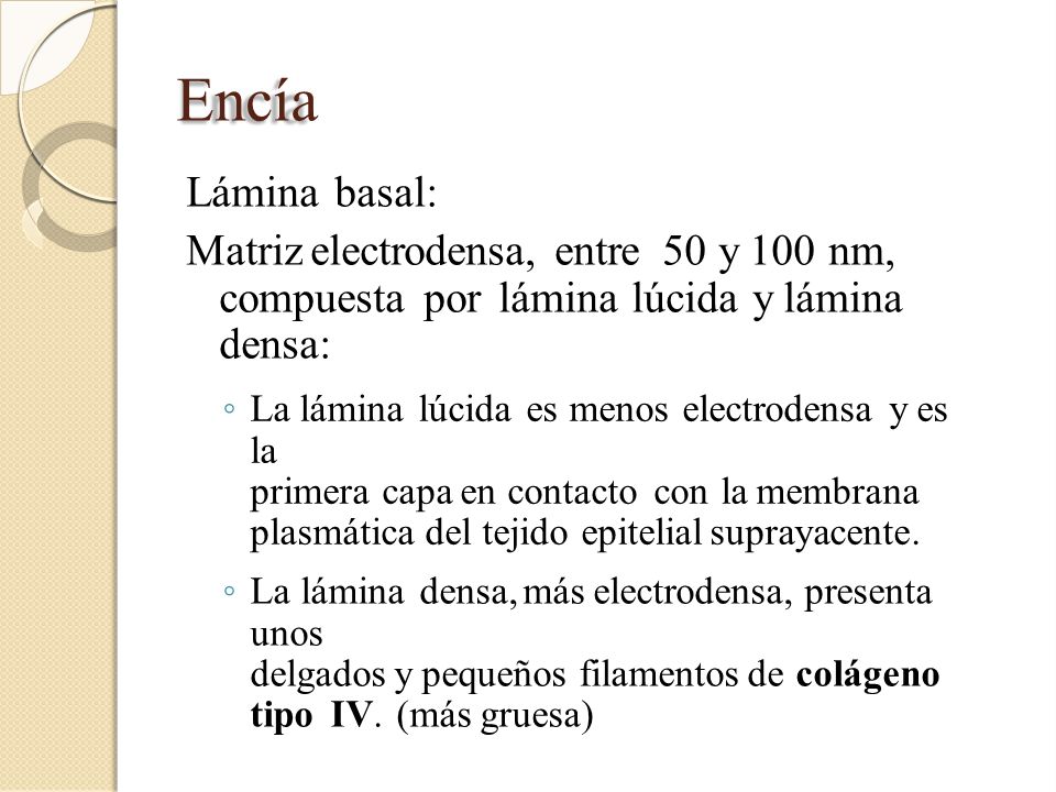 Encía Lámina basal: Matriz electrodensa, entre 50 y 100 nm, compuesta por lámina lúcida y lámina densa: