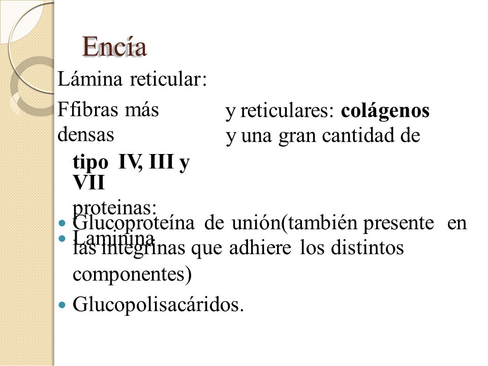 Encía Lámina reticular: Ffibras más densas tipo IV, III y VII