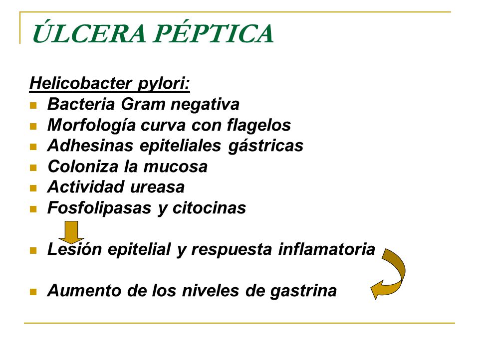 ÚLCERA PÉPTICA Helicobacter pylori: Bacteria Gram negativa