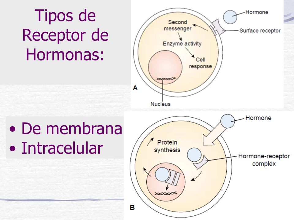 Tipos de Receptor de Hormonas: