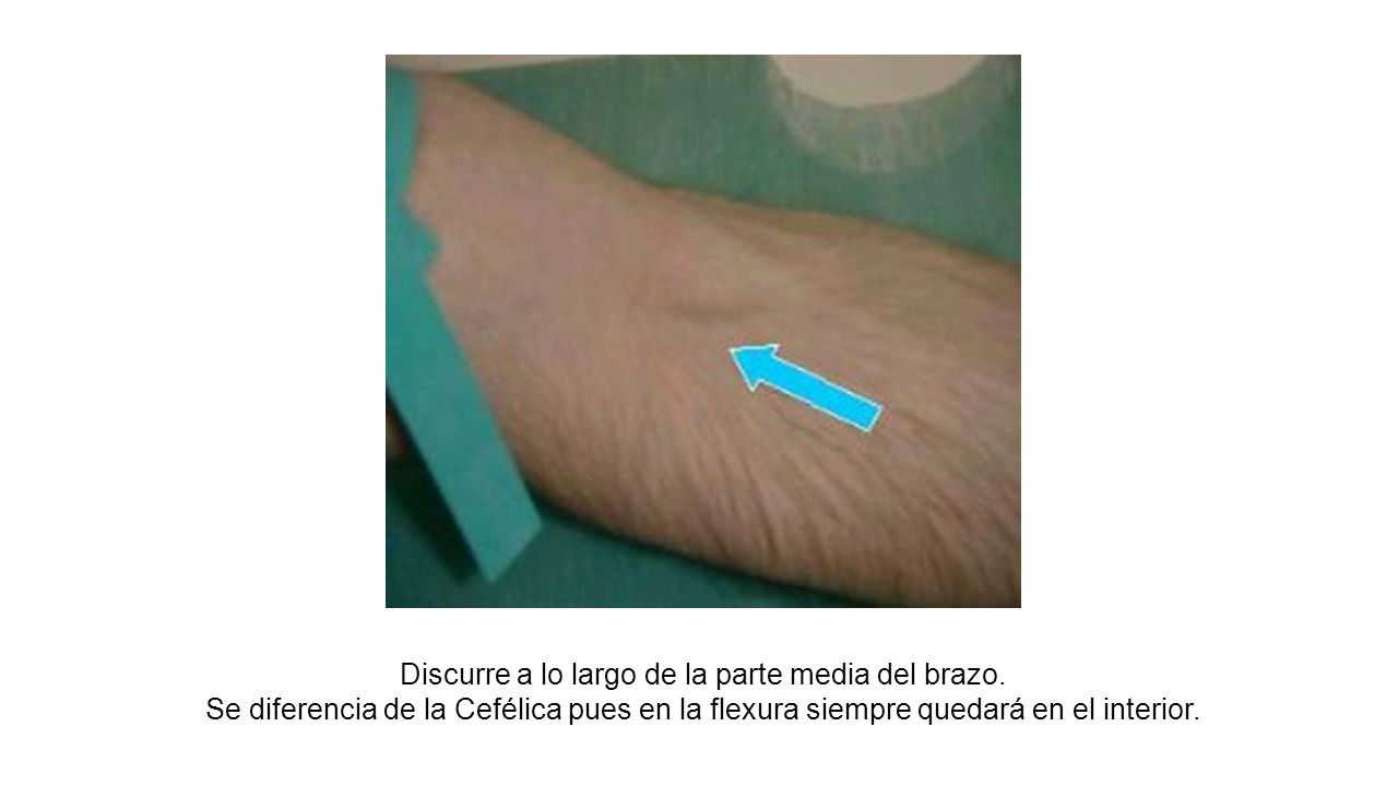Discurre a lo largo de la parte media del brazo.