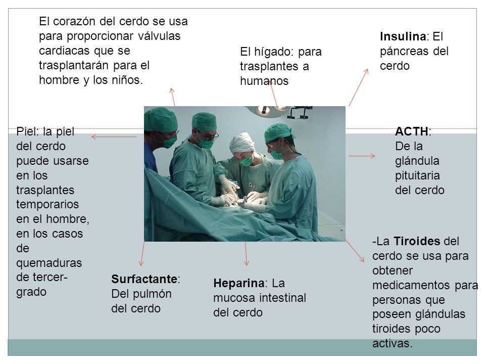 El corazón del cerdo se usa para proporcionar válvulas cardiacas que se trasplantarán para el hombre y los niños.