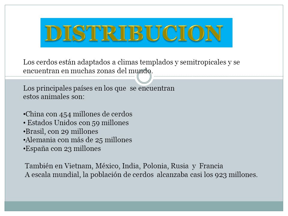 DISTRIBUCION Los cerdos están adaptados a climas templados y semitropicales y se encuentran en muchas zonas del mundo.