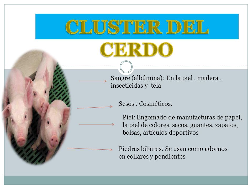CLUSTER DEL CERDO Sangre (albúmina): En la piel , madera , insecticidas y tela. Sesos : Cosméticos.
