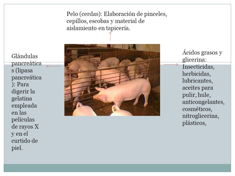 Pelo (cerdas): Elaboración de pinceles, cepillos, escobas y material de aislamiento en tapicería.