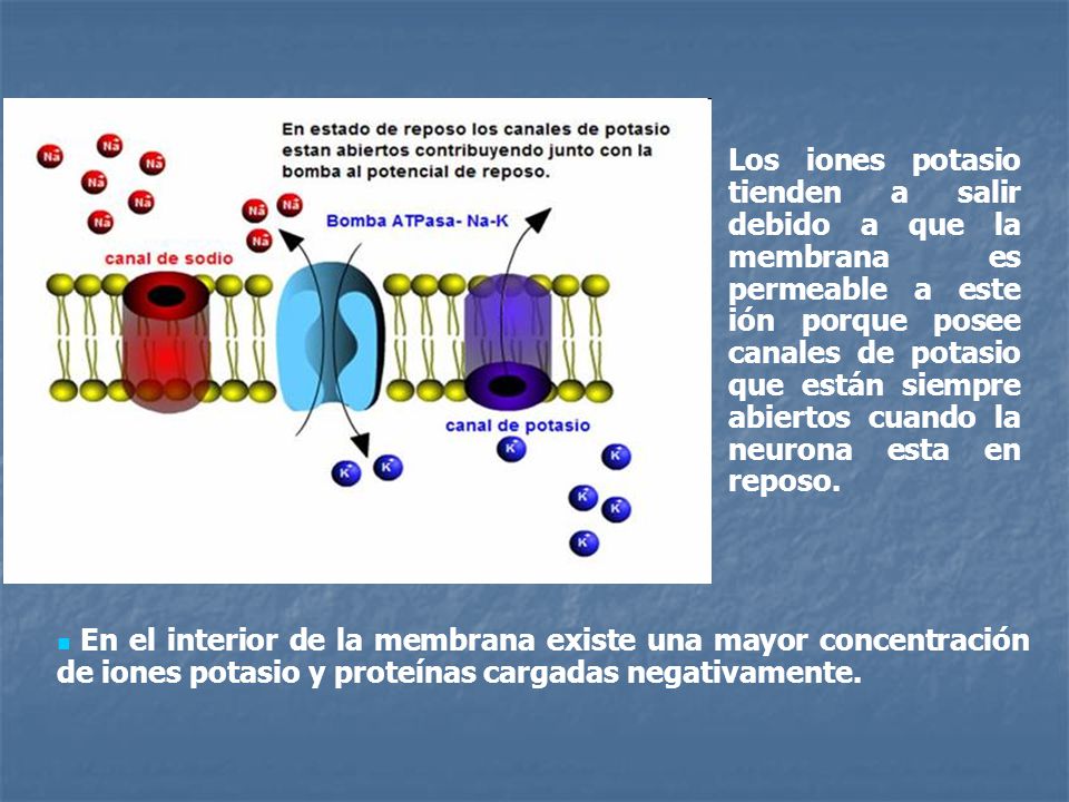 Los iones potasio tienden a salir debido a que la membrana es permeable a este ión porque posee canales de potasio que están siempre abiertos cuando la neurona esta en reposo.