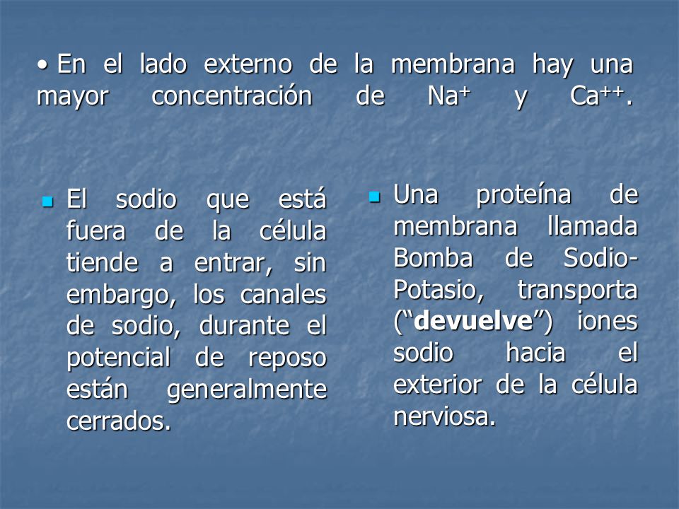 En el lado externo de la membrana hay una mayor concentración de Na+ y Ca++.