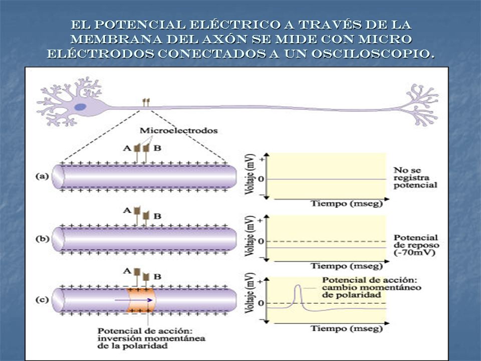 El potencial eléctrico a través de la membrana del axón se mide con micro eléctrodos conectados a un osciloscopio.