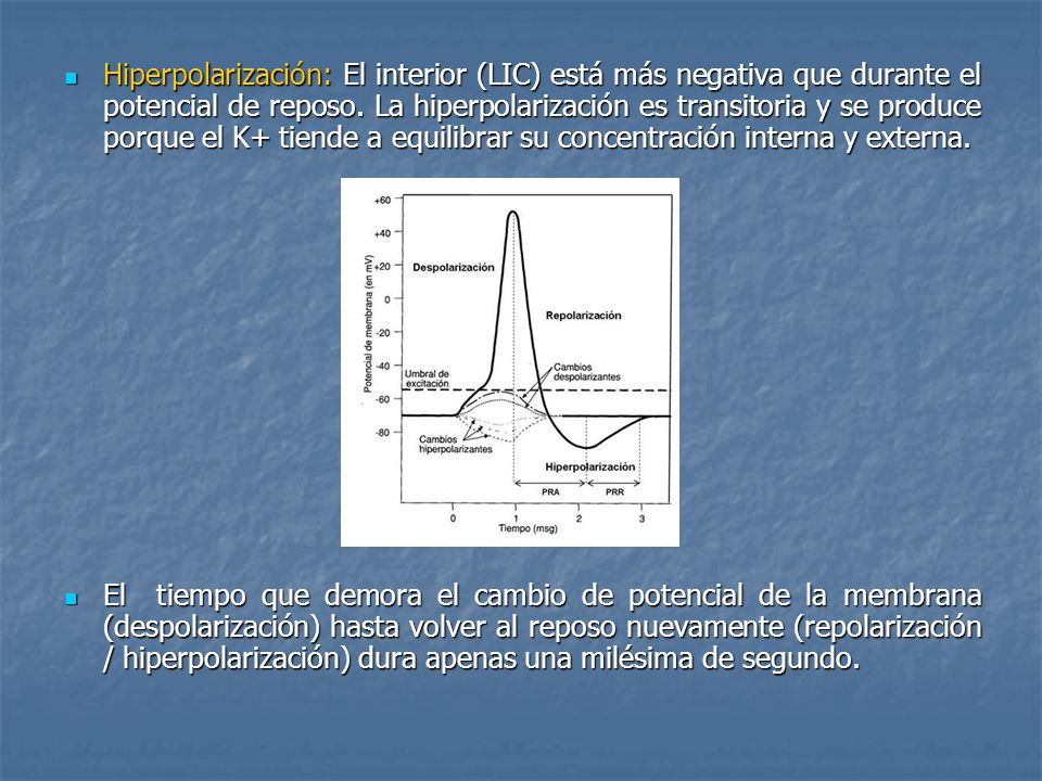 Hiperpolarización: El interior (LIC) está más negativa que durante el potencial de reposo. La hiperpolarización es transitoria y se produce porque el K+ tiende a equilibrar su concentración interna y externa.