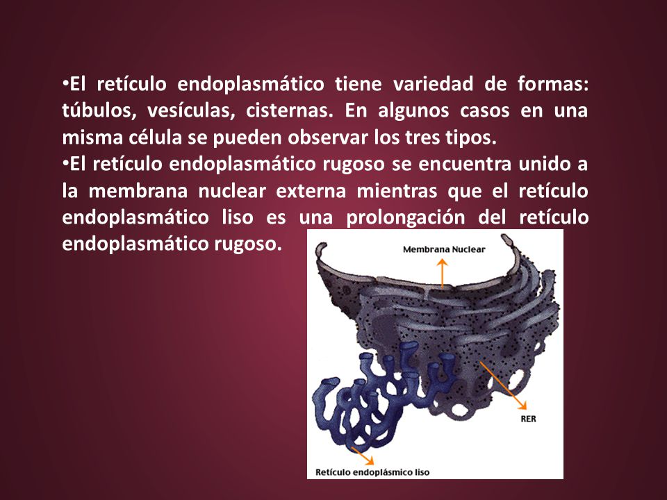 El retículo endoplasmático tiene variedad de formas: túbulos, vesículas, cisternas. En algunos casos en una misma célula se pueden observar los tres tipos.